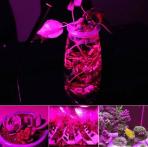 LED плочка крушка лампа  за растеж на растенията  за монтаж 10 вата 20 вата 30 вата 50 вата 220 волта 